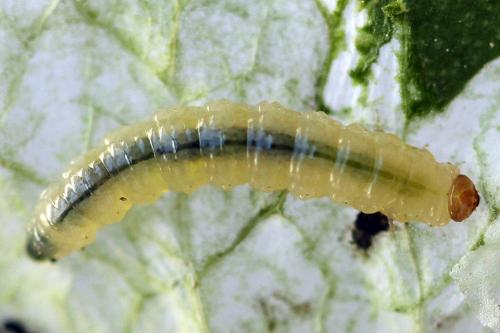 Réf. 250 368 : Pseudodineura fuscula