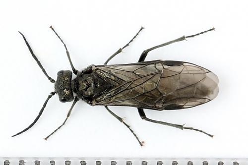 Réf. 250 956 : Dolerus nigratus