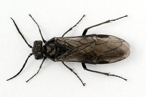 Dolerus nigratus
