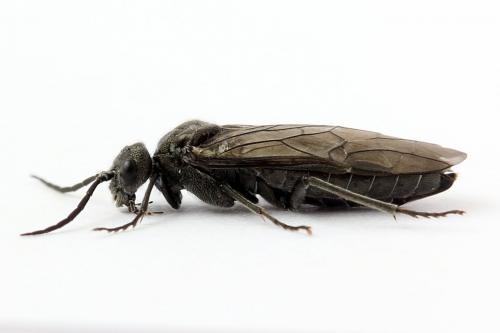 Dolerus nigratus