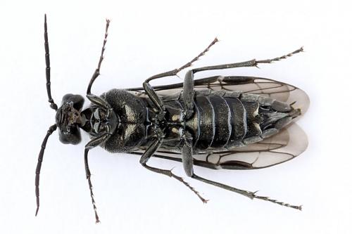 Dolerus nigratus
