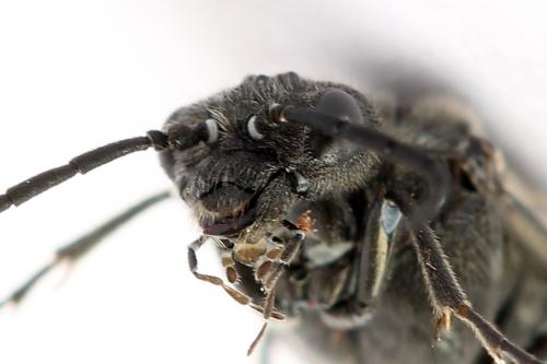 Dolerus nigratus