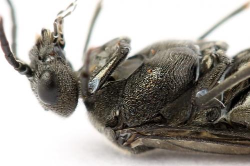 Dolerus nigratus