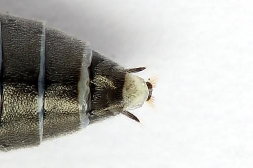 Réf. 250 965 : Dolerus nigratus