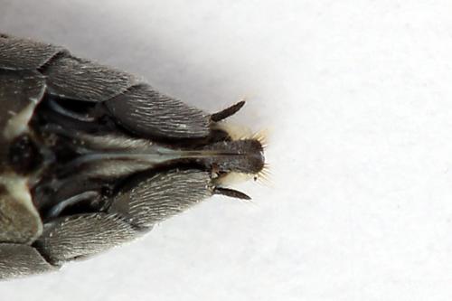 Dolerus nigratus