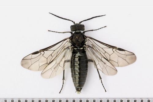 Dolerus nigratus