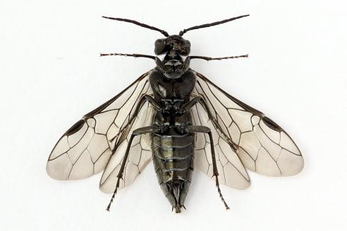 Dolerus nigratus
