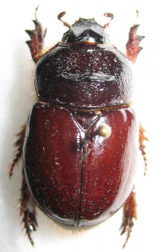 Temnorhynchus flavipennis
