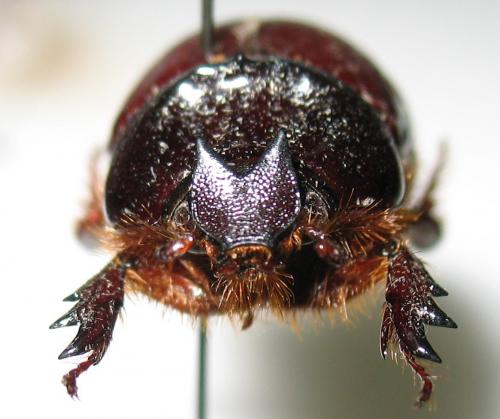 Temnorhynchus flavipennis