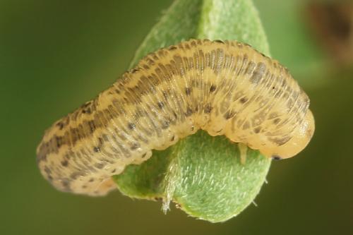 Cytisogaster picta