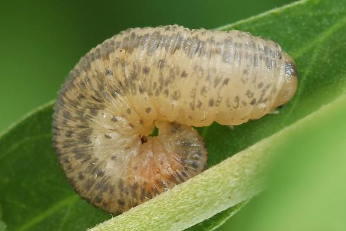 Cytisogaster picta
