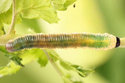 Strongylogaster mixta