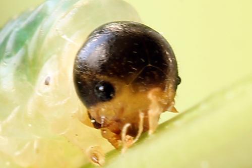 Strongylogaster mixta