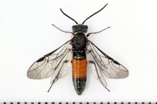 Dolerus gessneri