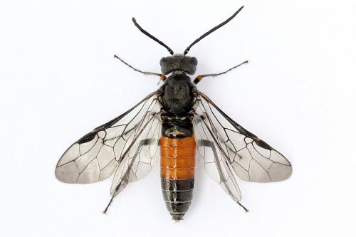 Réf. 250 121 : Dolerus gessneri