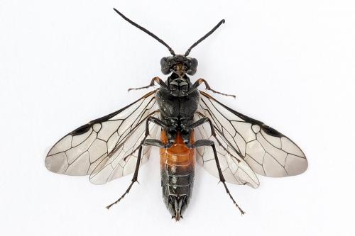 Dolerus gessneri