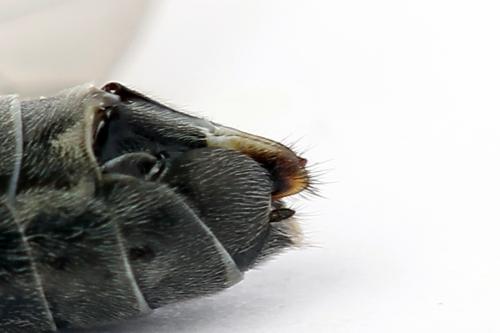 Dolerus gessneri