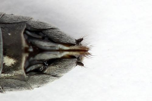 Dolerus gessneri