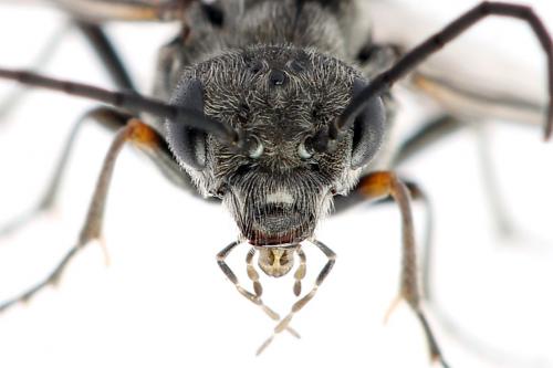 Dolerus gessneri
