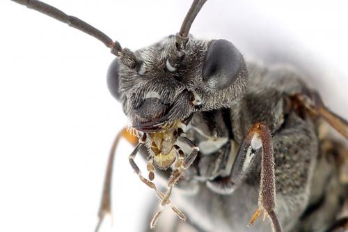 Dolerus gessneri