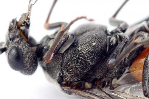 Dolerus gessneri