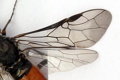 Dolerus gessneri