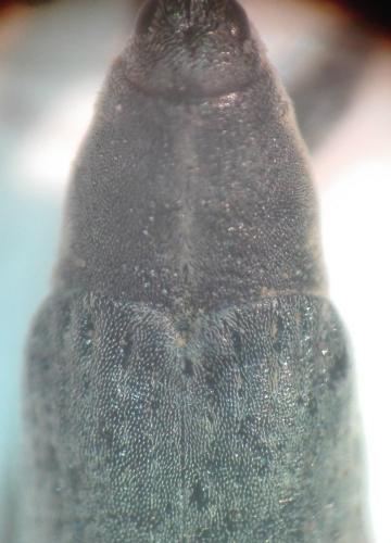 Lixus mucronatus