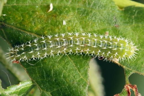Pareophora pruni