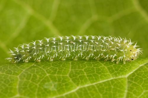 Pareophora pruni
