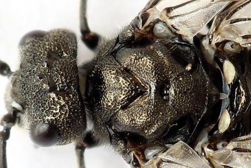 Réf. 250 970 : Dolerus nigratus