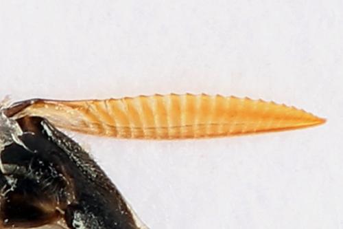 Réf. 250 971 : Dolerus nigratus
