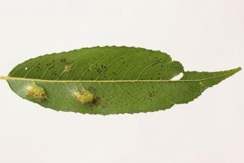 Euura bridgmanii