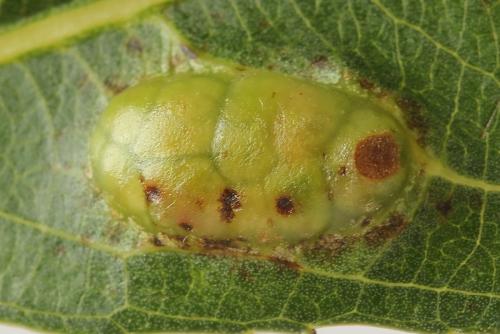 Euura bridgmanii