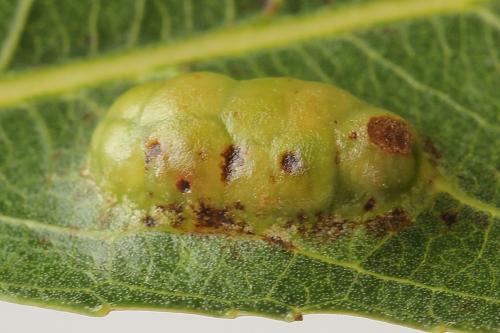 Euura bridgmanii