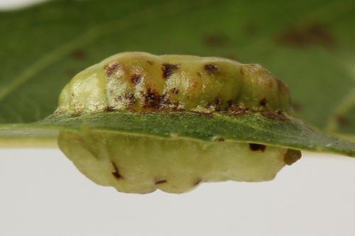 Euura bridgmanii