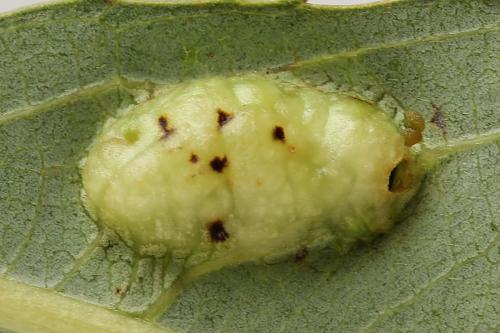 Euura bridgmanii