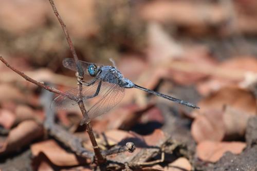 Réf. 250 290 : Orthetrum trinacria