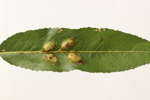 Euura bridgmanii
