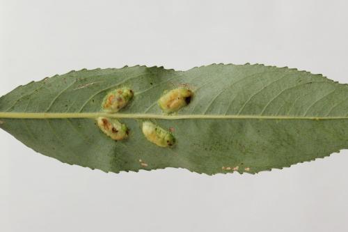 Euura bridgmanii