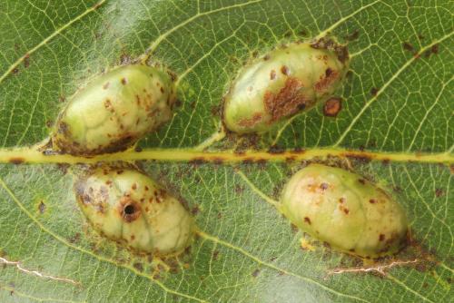 Euura bridgmanii
