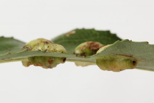 Euura bridgmanii