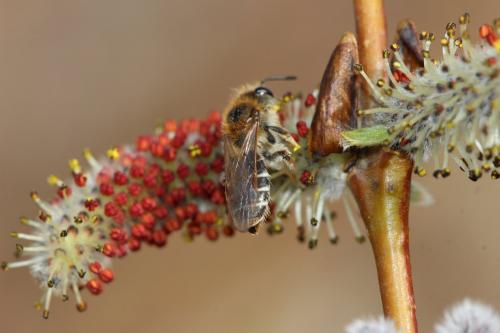 Andrena sp.