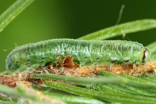 Réf. 250 532 : Pristiphora gerula