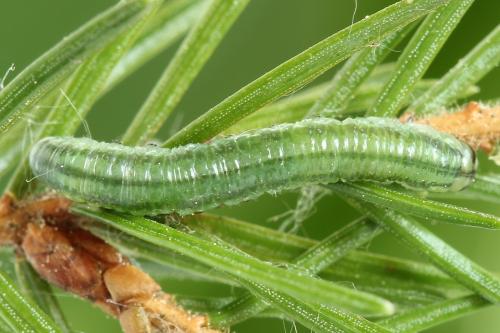 Réf. 250 533 : Pristiphora gerula