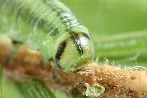Réf. 250 534 : Pristiphora gerula