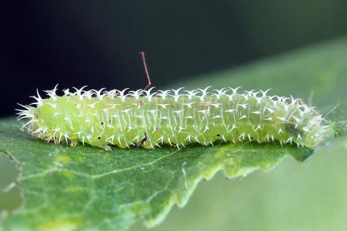 Pareophora pruni