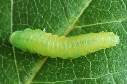 Pareophora pruni