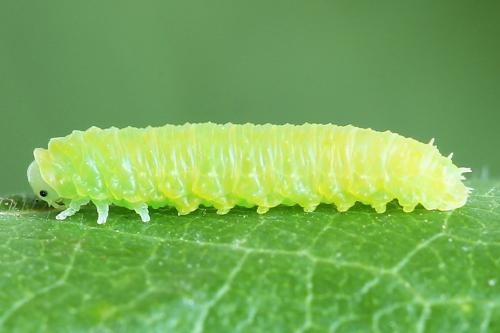 Pareophora pruni