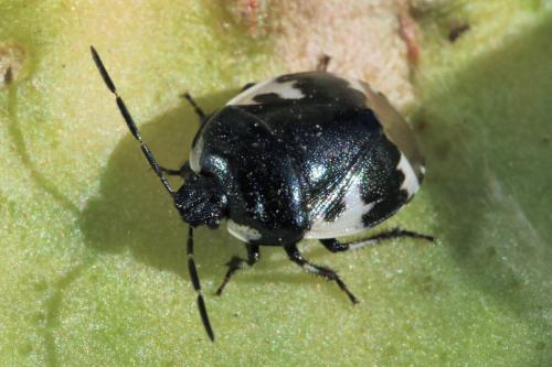 Tritomegas sp.