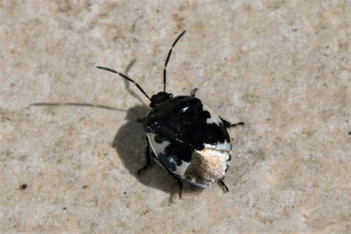 Tritomegas sp.